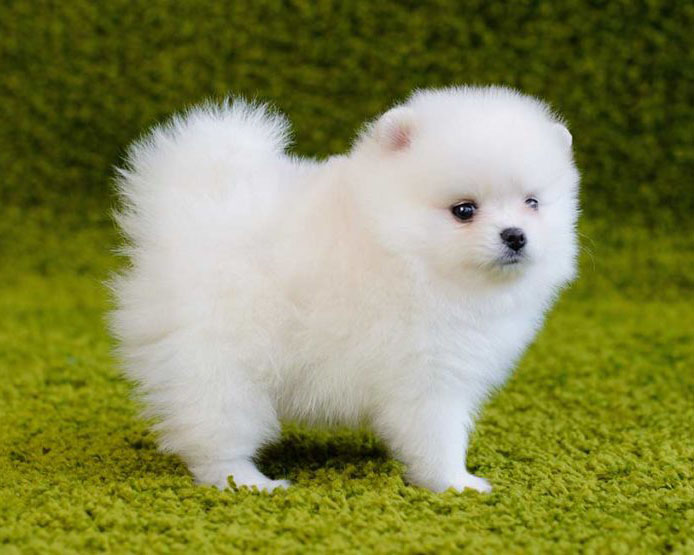 El otro tipo de perro Pomerania blanco es realmente una