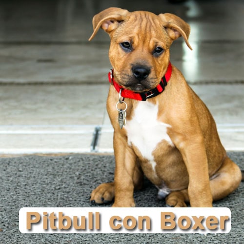papelería torneo Destruir ▷ Pitbull Cruzado con Boxer: Características y Mas 】 PerrosExpertos