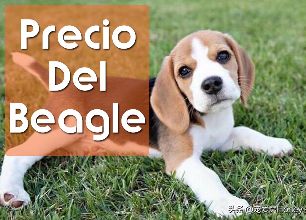 Precio del Beagle