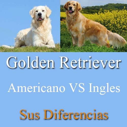 golden retriever britanico vs americano