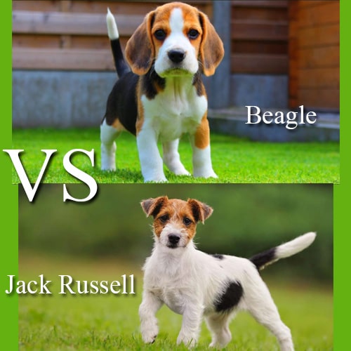 beagle o jack russell