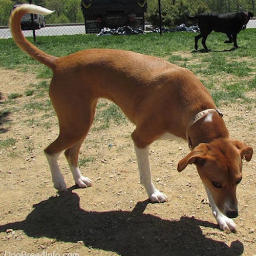 Labrador Enresado con Beagle